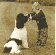 Energy Work for Dogs